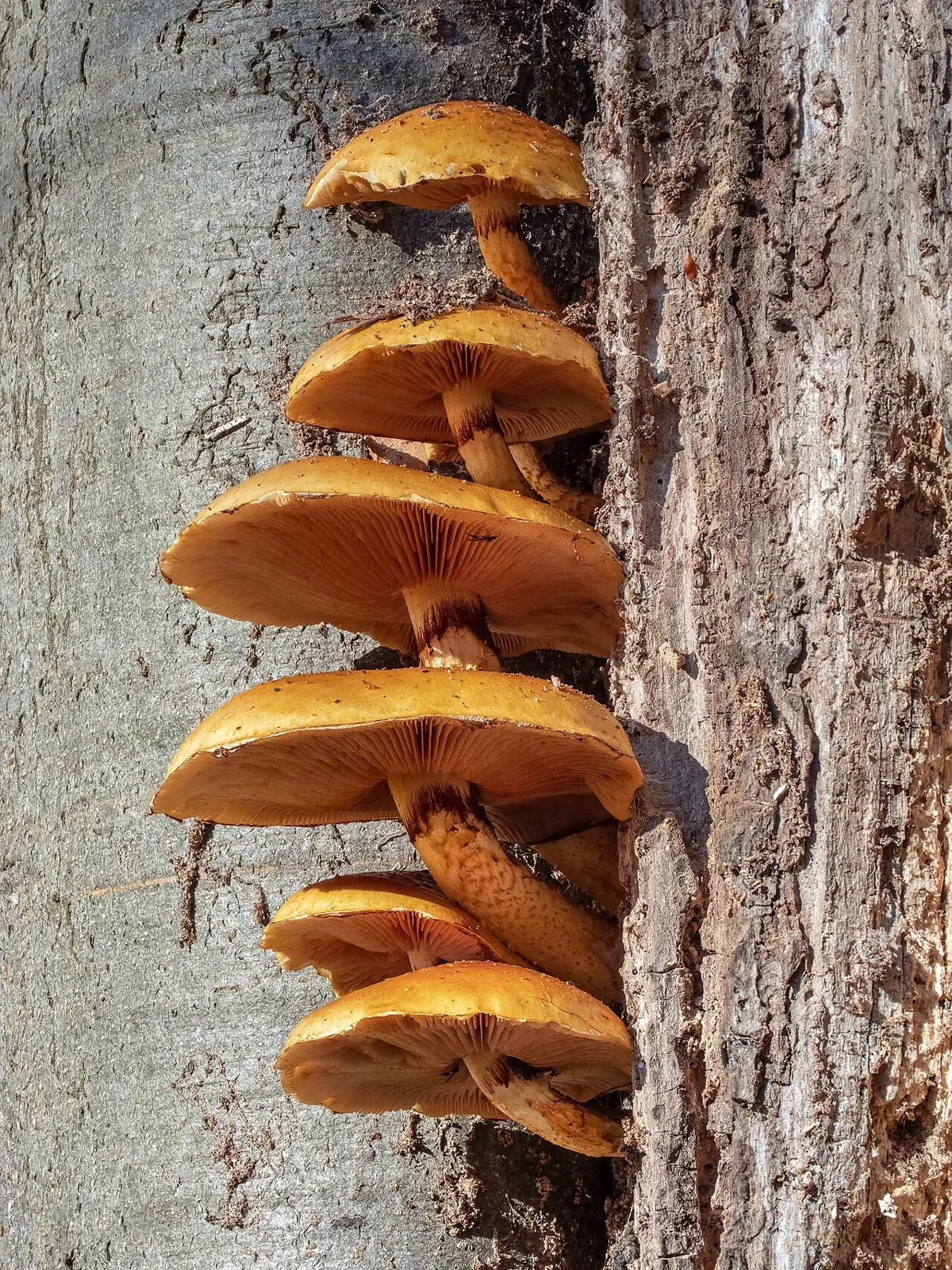 Funghi in cottura: come evitare che diventino acquosi e mantenerli dorati